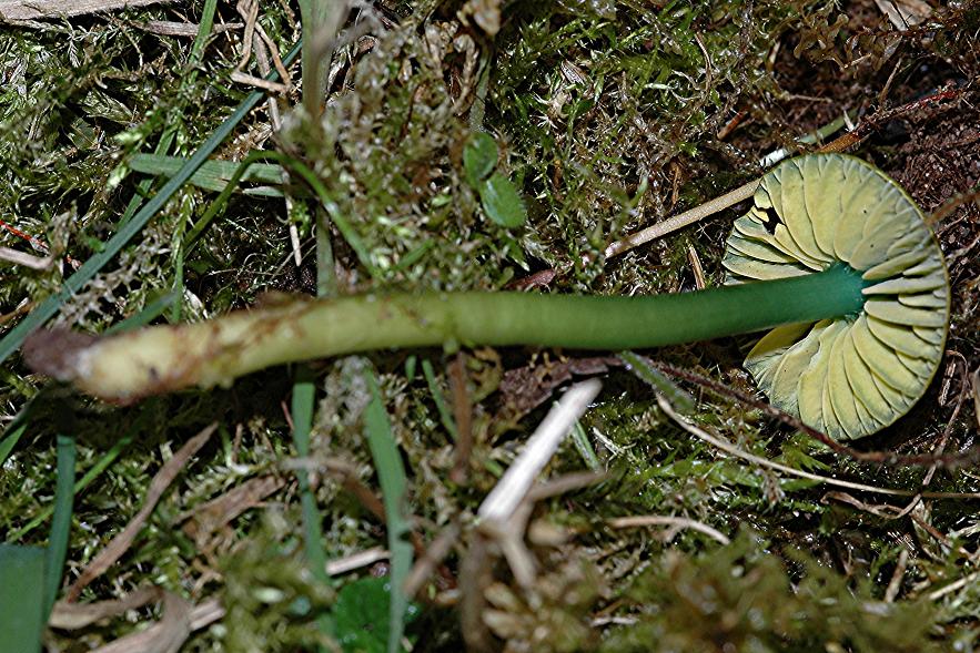 DSC_4478 Ausschnitt, Schärfe 33 %.JPG