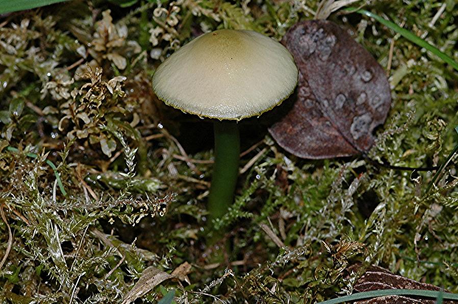 DSC_4475 Ausschnitt, Schärfe 49 %.JPG