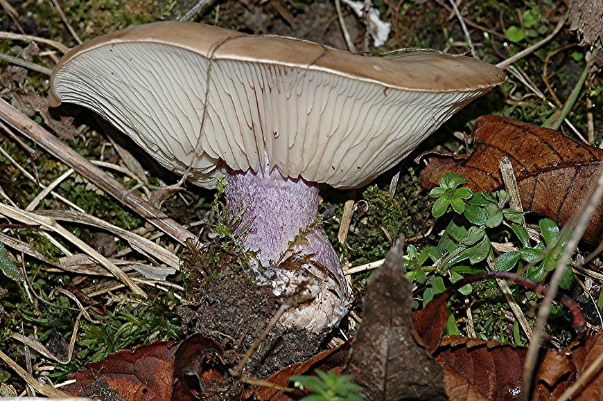 DSC_4435 Ausschnitt, Schärfe 40 %.JPG