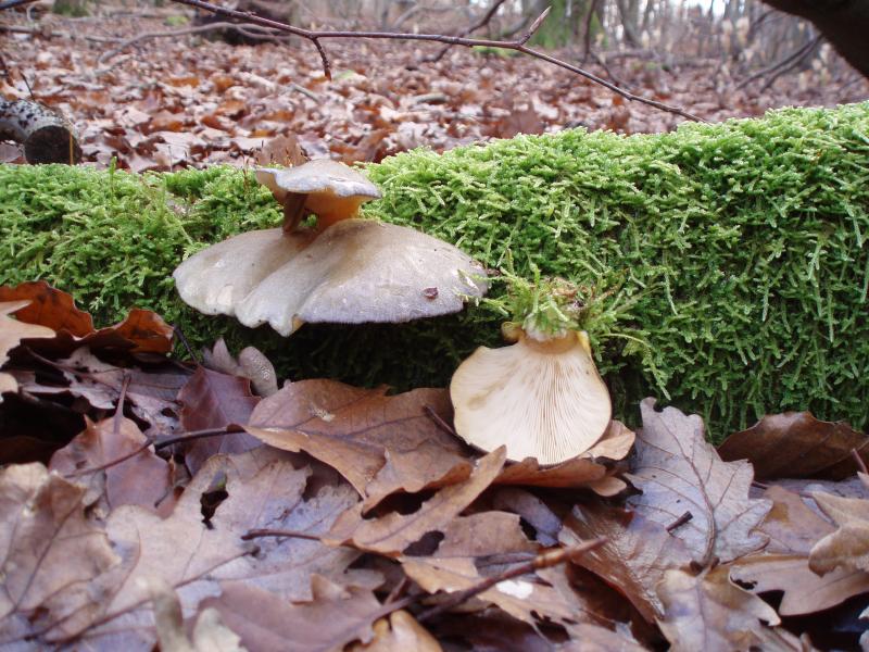 Panellus serotinus - gelbstieliger Muschelseitling
