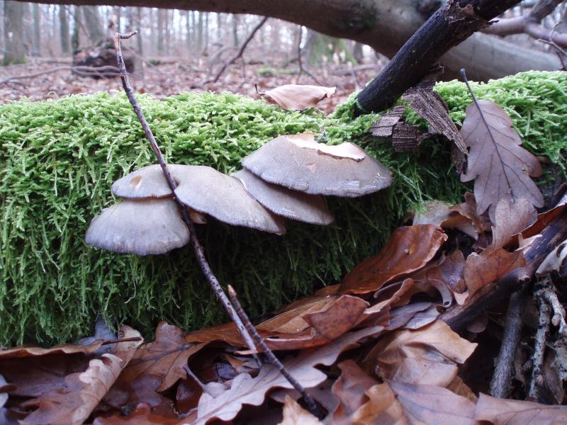 Panellus serotinus 1 - gelbstieliger Muschelseitling.JPG