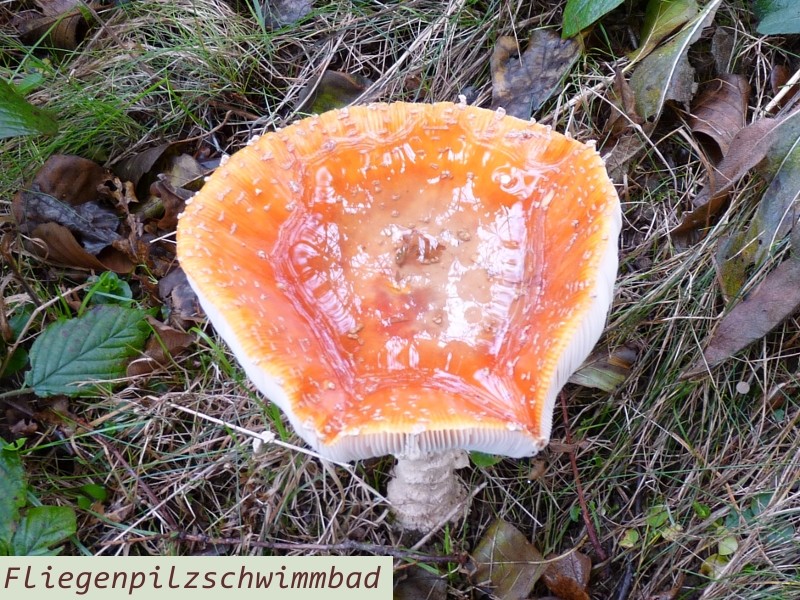 P1000651Fliegenpilzschwimmbad1.JPG