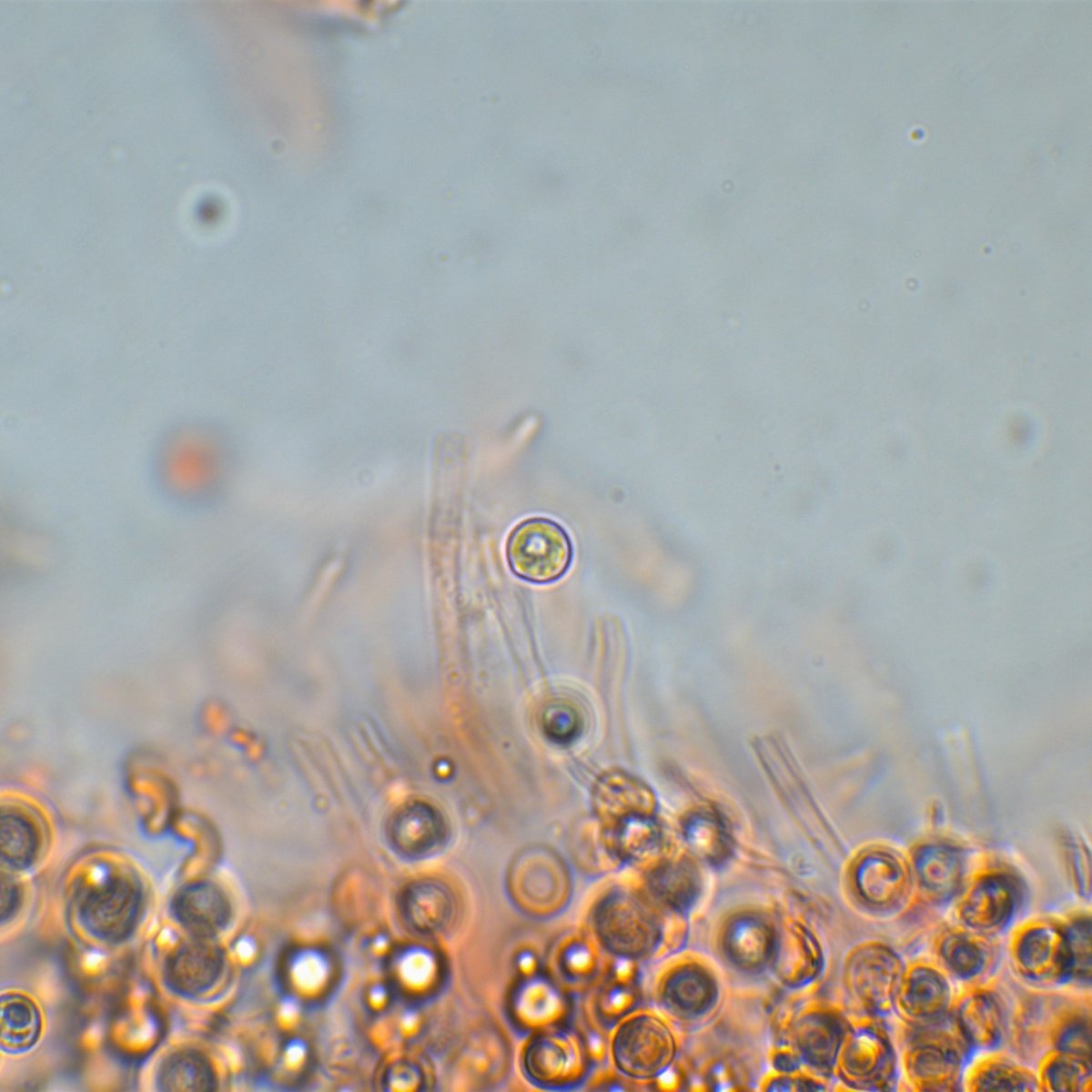 HDS 100x Öl Kongorot 1.jpg