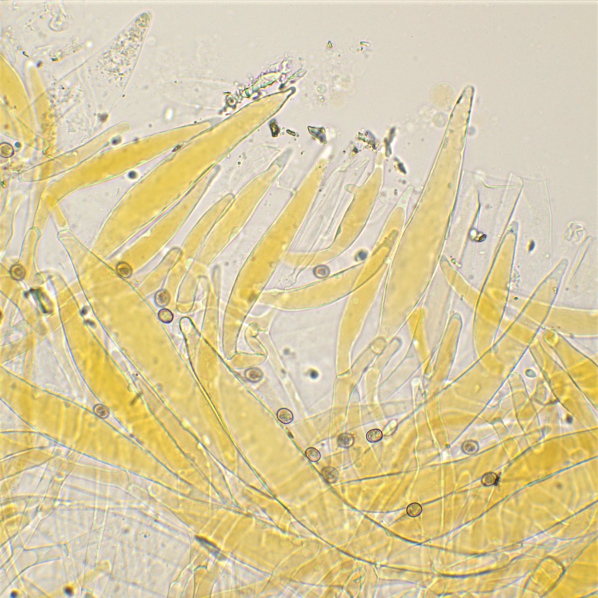 HDS 40x Wasser 1b.jpg