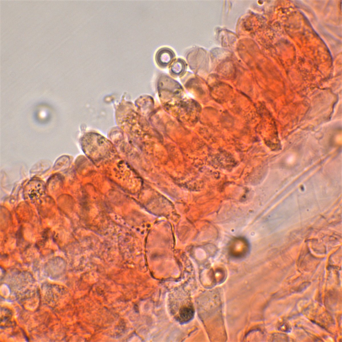 Hymenium Kongorot 100x Öl Wasser 13a.jpg