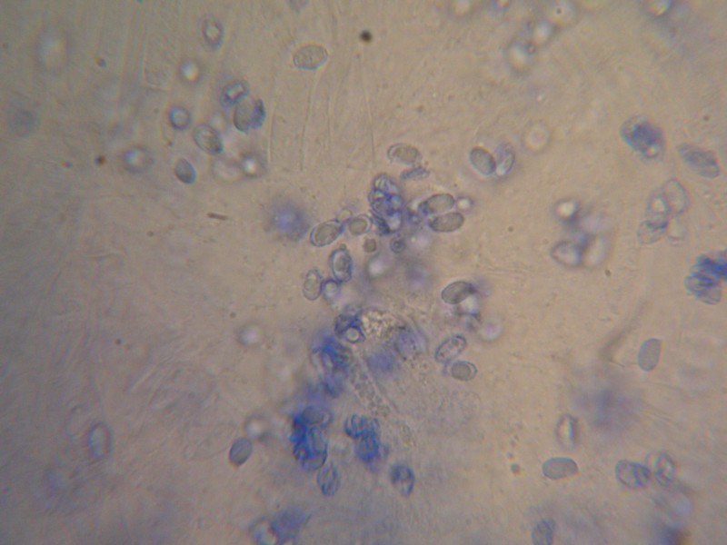 1000er Hildesheim (22).JPG