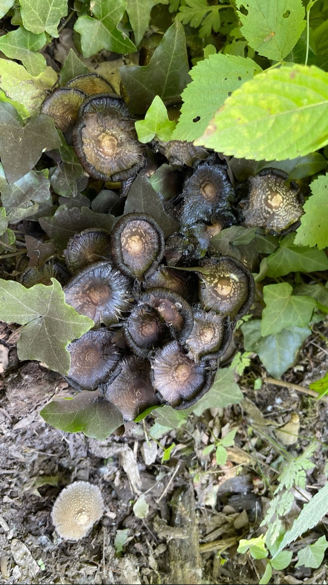 05 Coprinopsis strossmayeri