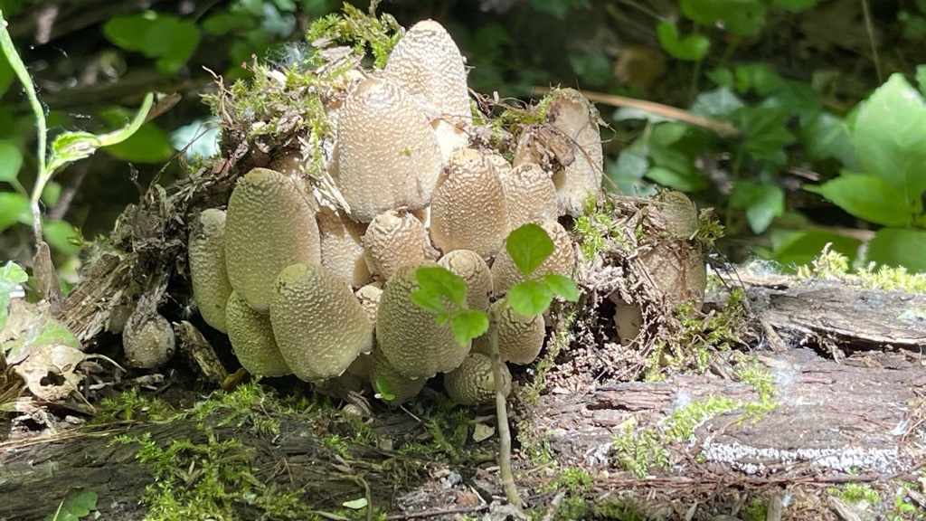 04 Coprinopsis strossmayeri