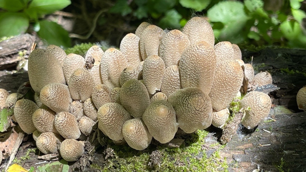 03 Coprinopsis strossmayeri