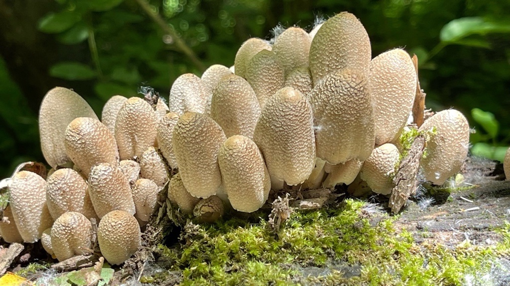 02 Coprinopsis strossmayeri