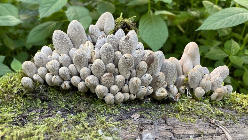 01 Coprinopsis strossmayeri