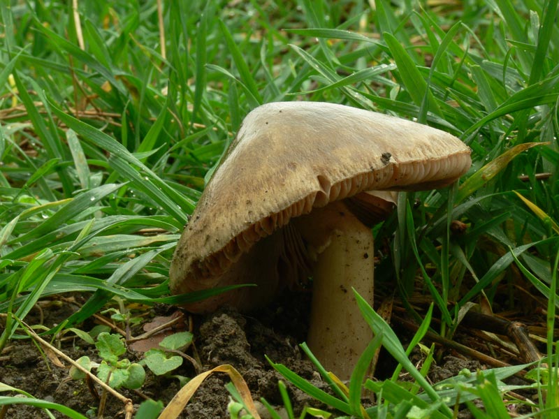 Volvariella_gloiocephala.jpg