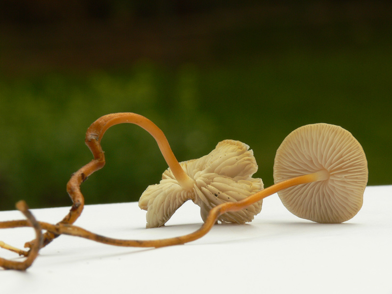 Strobilurus_tenacellus_008.jpg
