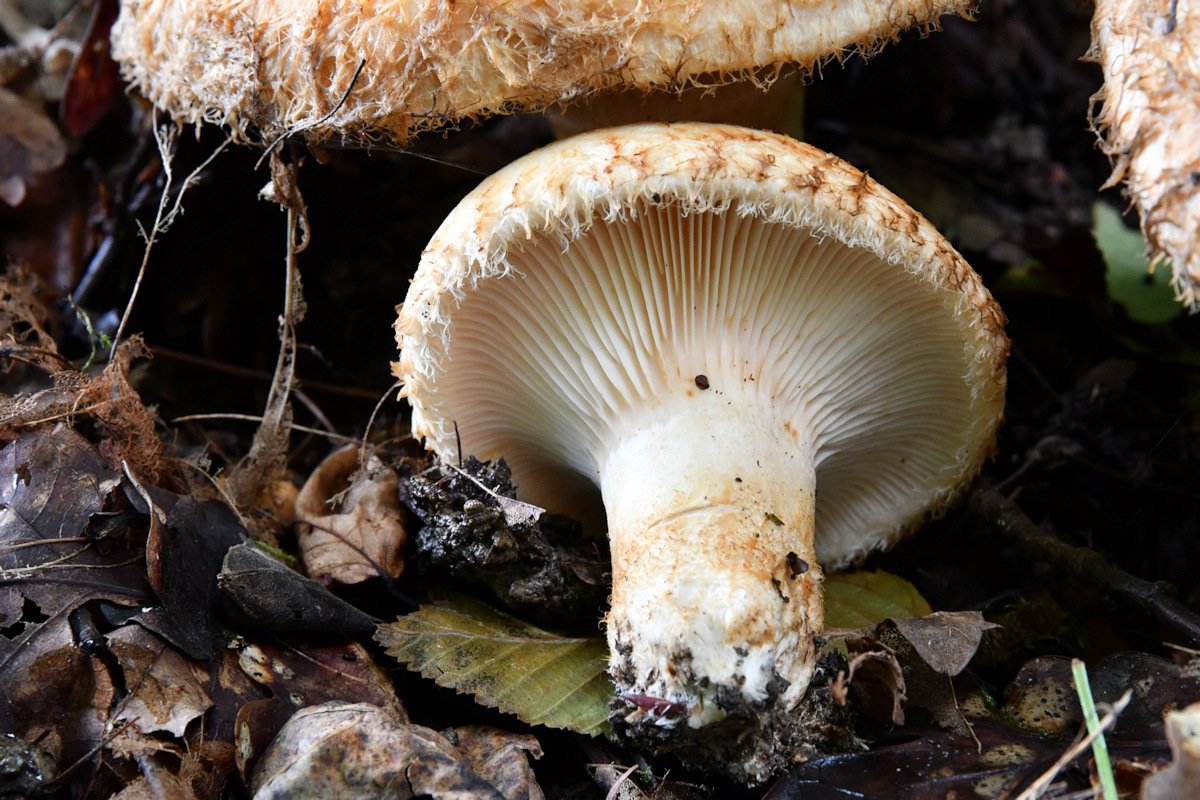 Lactarius_citriolens002.jpg