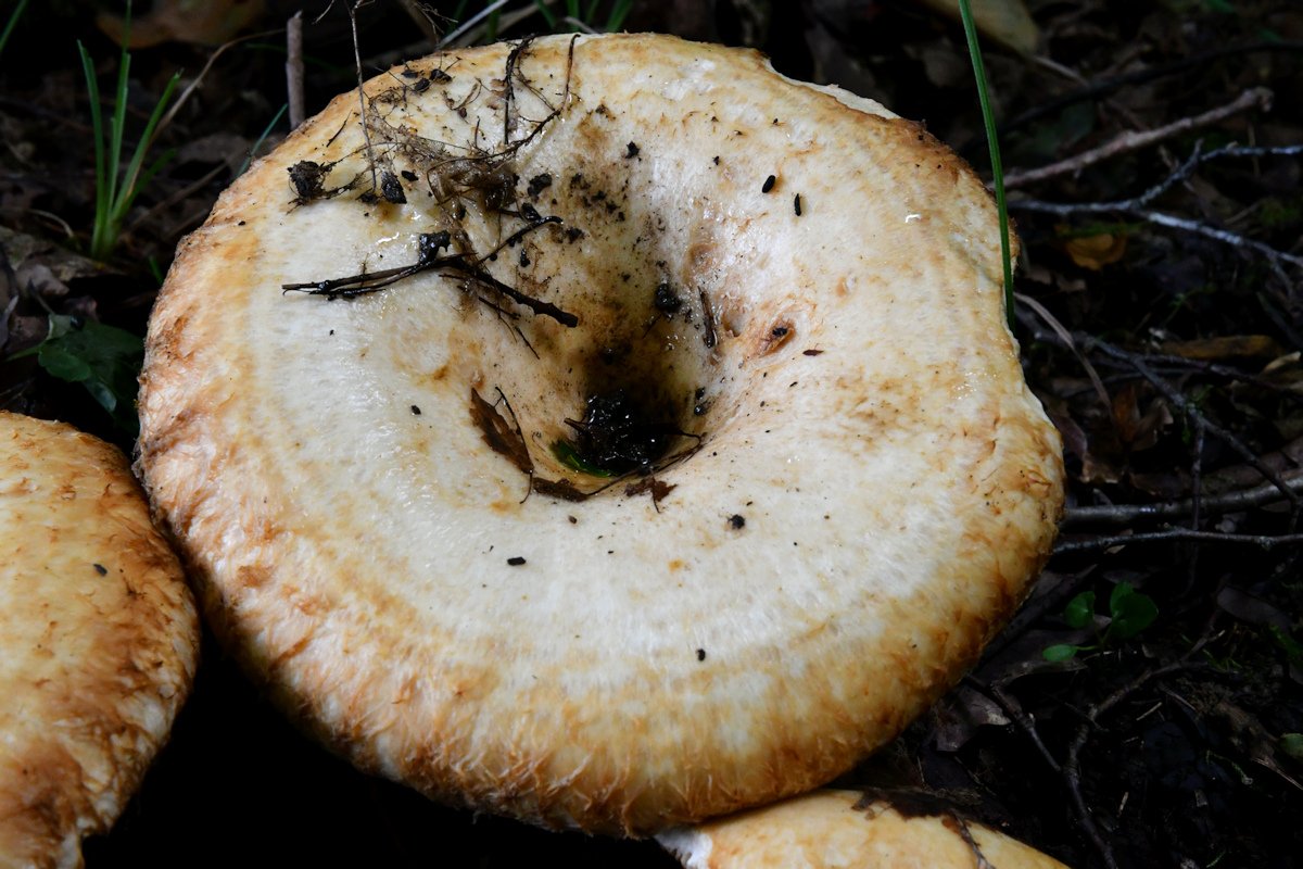 Lactarius_citriolens003.jpg