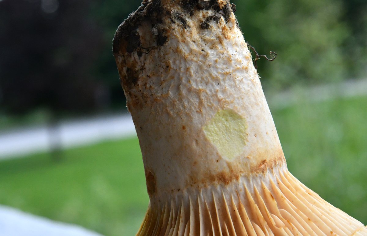 Lactarius_citriolens004.jpg