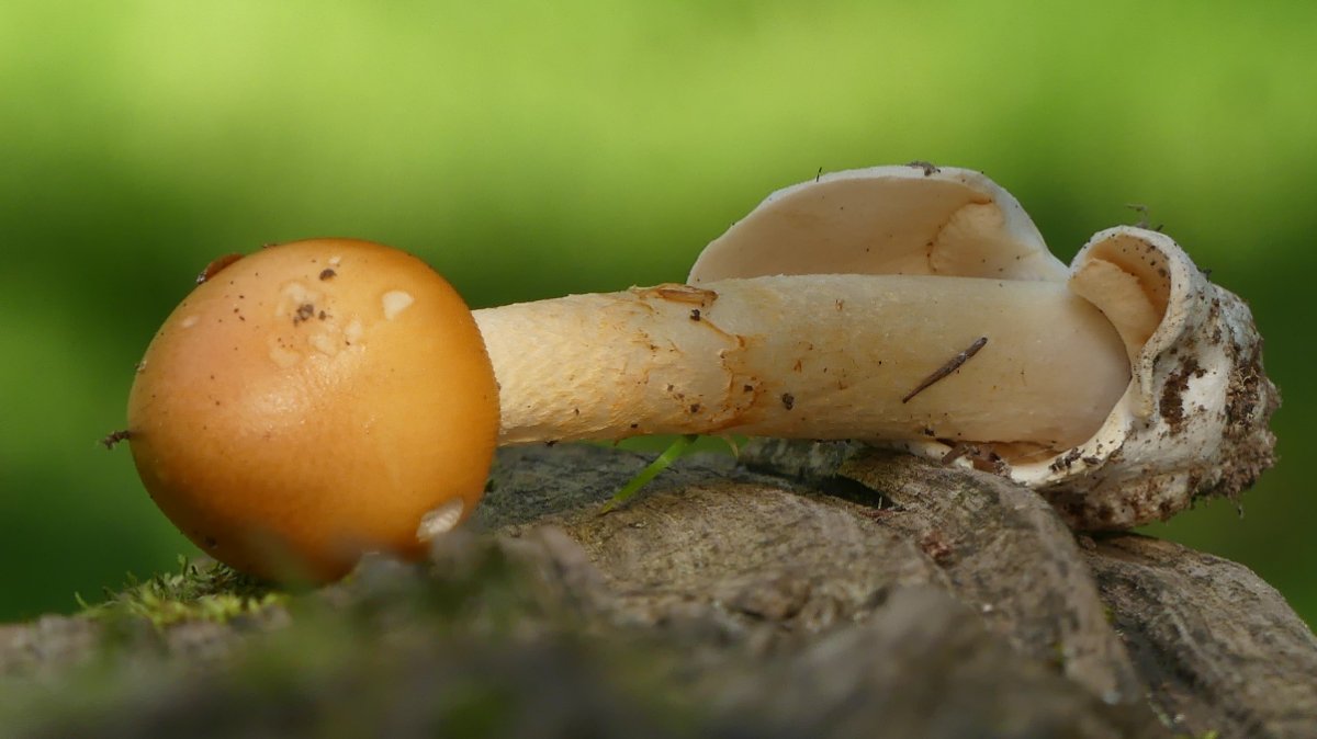 Amanita crocea_P1410582.jpg