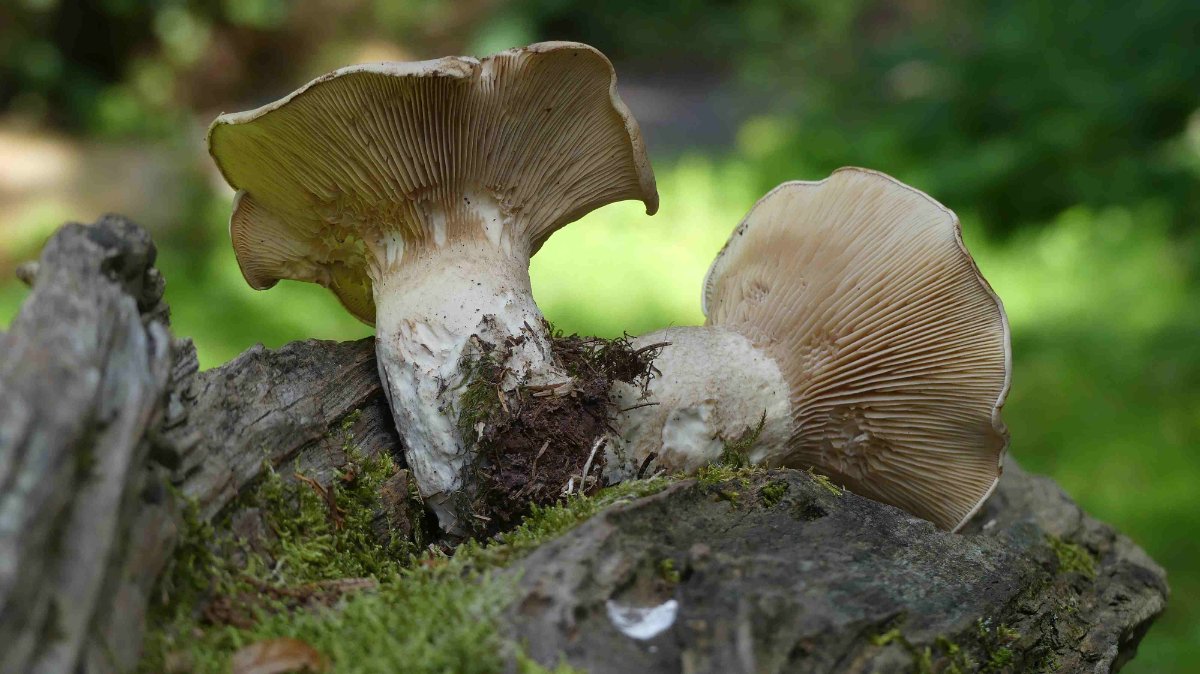 Clitocybe alexandri_2_P1410585.JPG