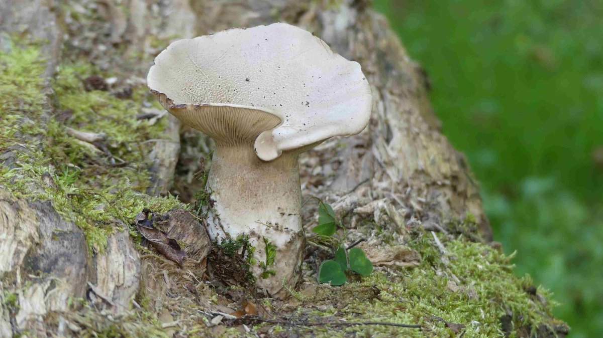 Clitocybe alexandri_3_P1410625.JPG