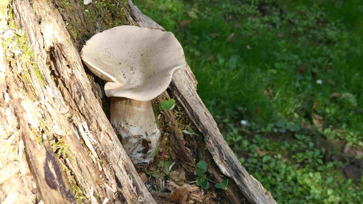 Clitocybe alexandri_4_P1410593.JPG