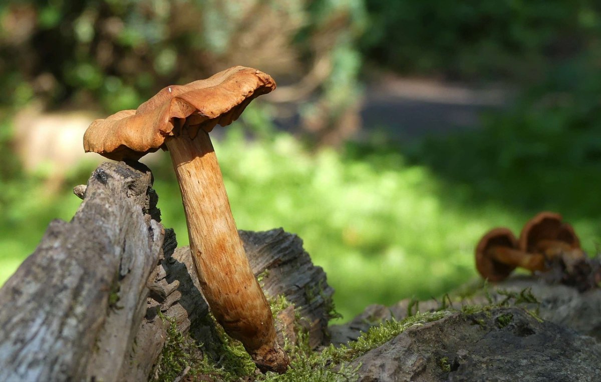 Cortinarius rubellus003.jpg