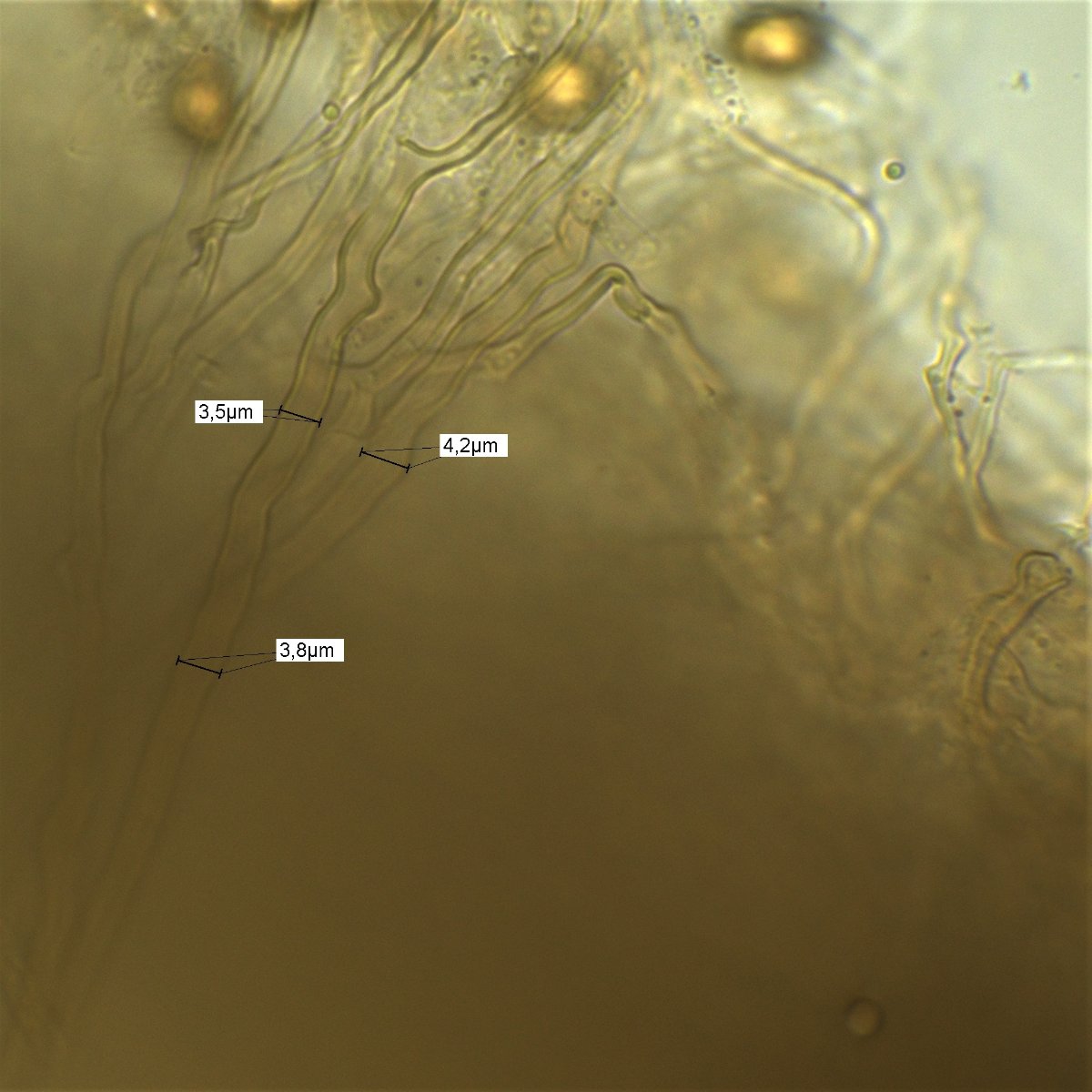 Messung Hymenium 100x Öl Wasser 13a.jpg