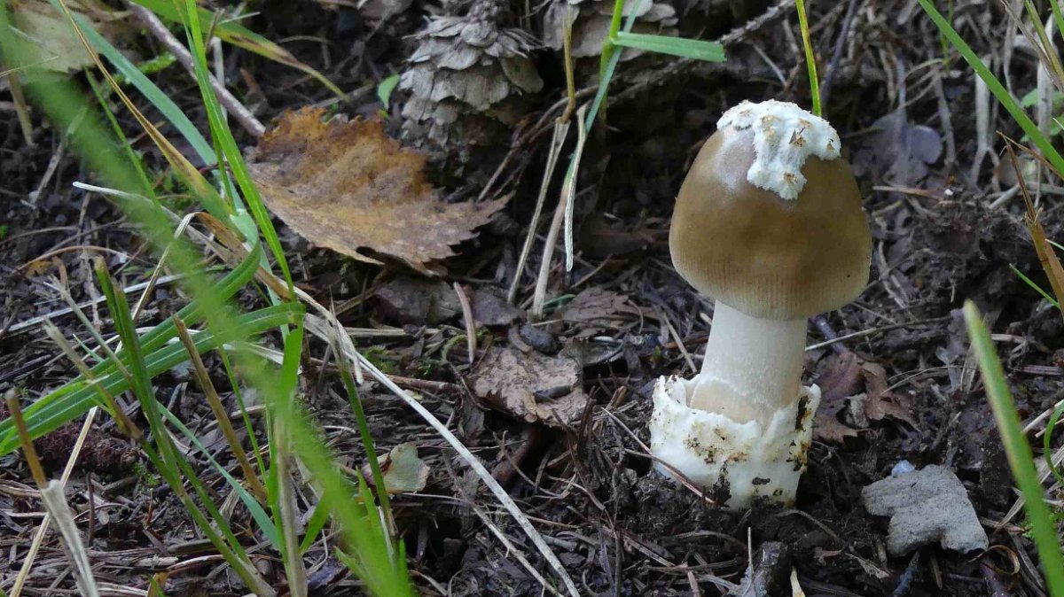 Bei diesem Pilz handelt es sich meiner Meinung nach um Amanita submembranacea, grauhäutiger Scheidenstreifling