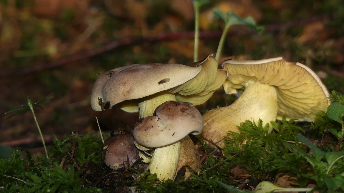 Tricholoma bufonium, violettbrauner Schwefelritterling