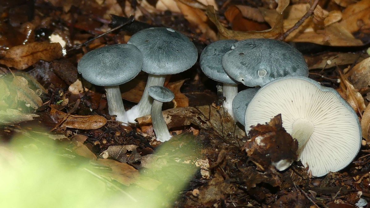 Clitocybe odora, grüner Anistrichterling... jung, ein wunderschöner Pilz, mit feinem Anisgeruch, man riecht sie schon, obwohl sie noch nicht entdeckt sind.