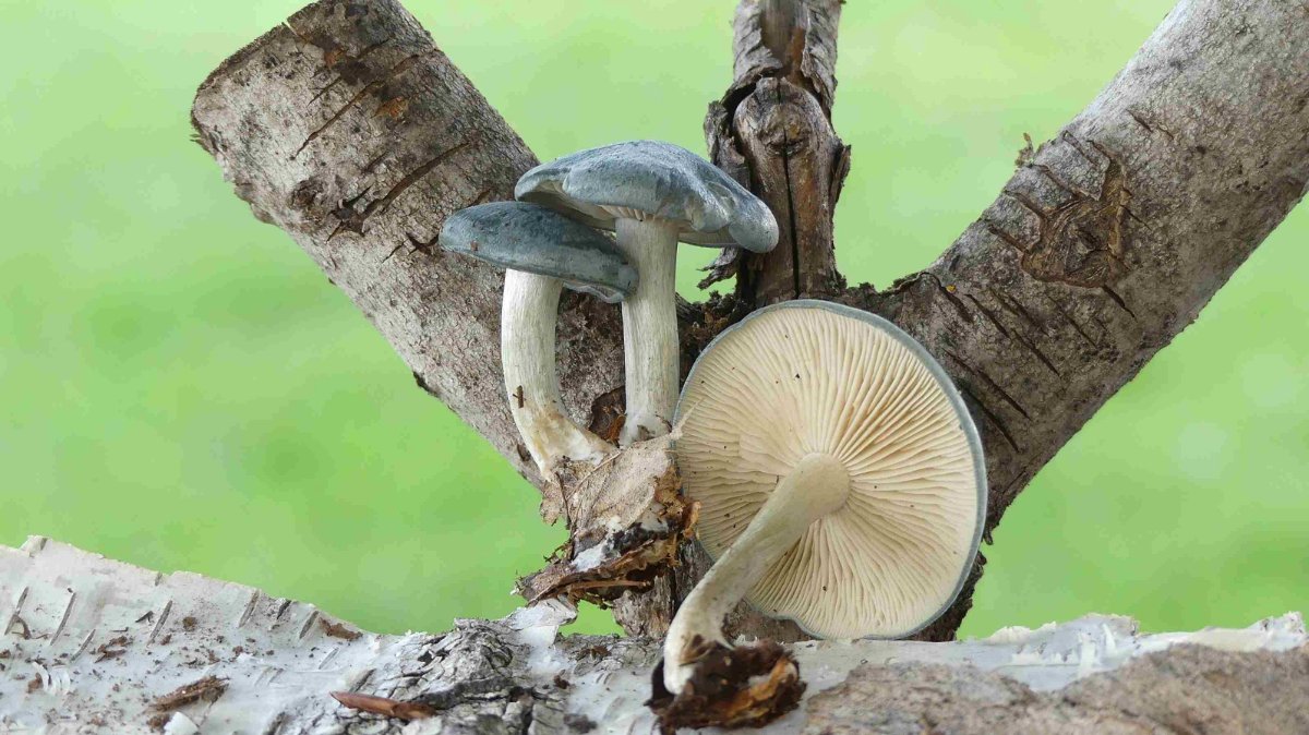 Clitocybe odora