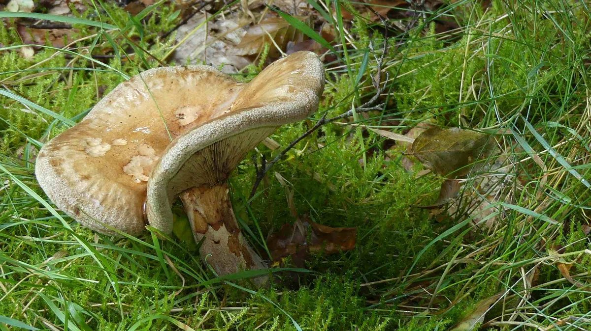 Paxillus involutus, kahler Krempling