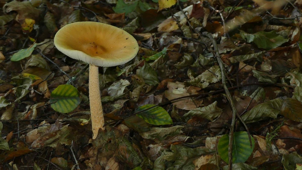 Amanita crocea, orangegelber Scheidenstreifling