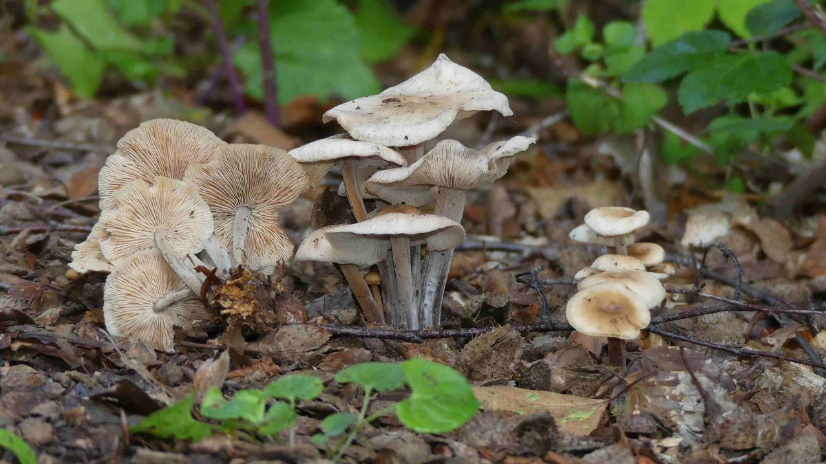 Gymnopus confluens, knopfstieleger Rübling (Büschelrübling)