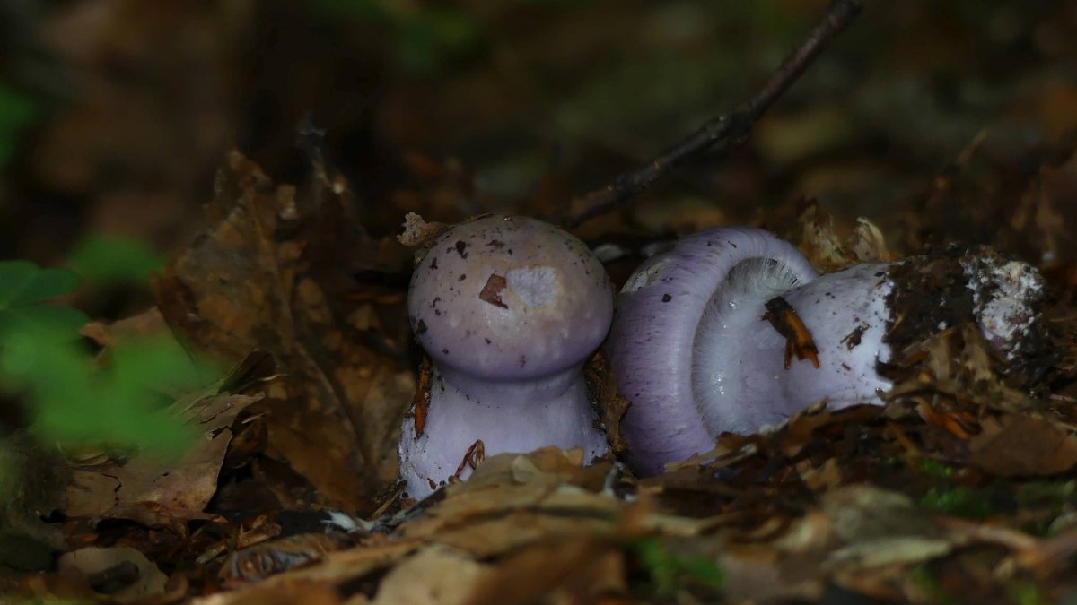 Cortinarius spec., junge Exemplare, Geruch war nicht wahrzunehmen, Schnittbild zeigte eine violette Basis, ansonsten weißes Fleisch