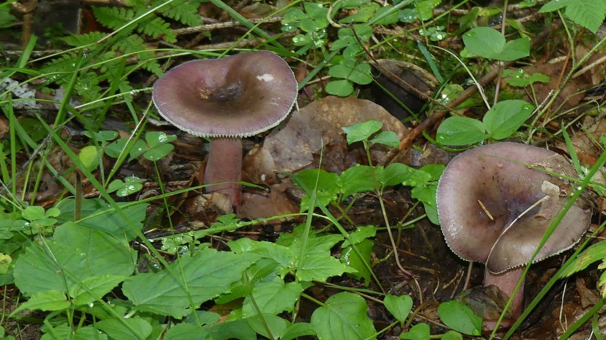 Russula queletii, Stachelbeertäubling