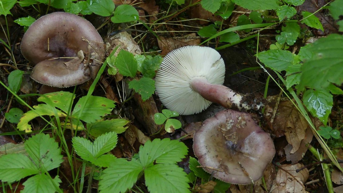 Russula queletii, Stachelbeertäubling