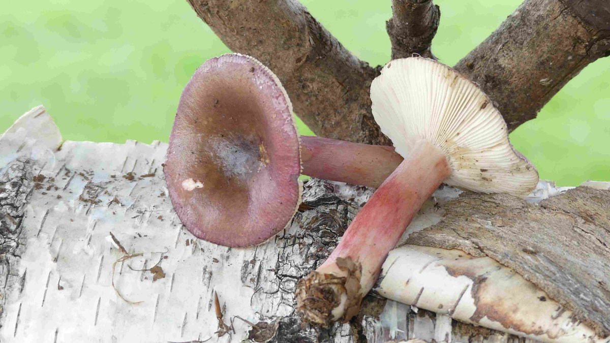 Russula queletii, Stachelbeertäubling