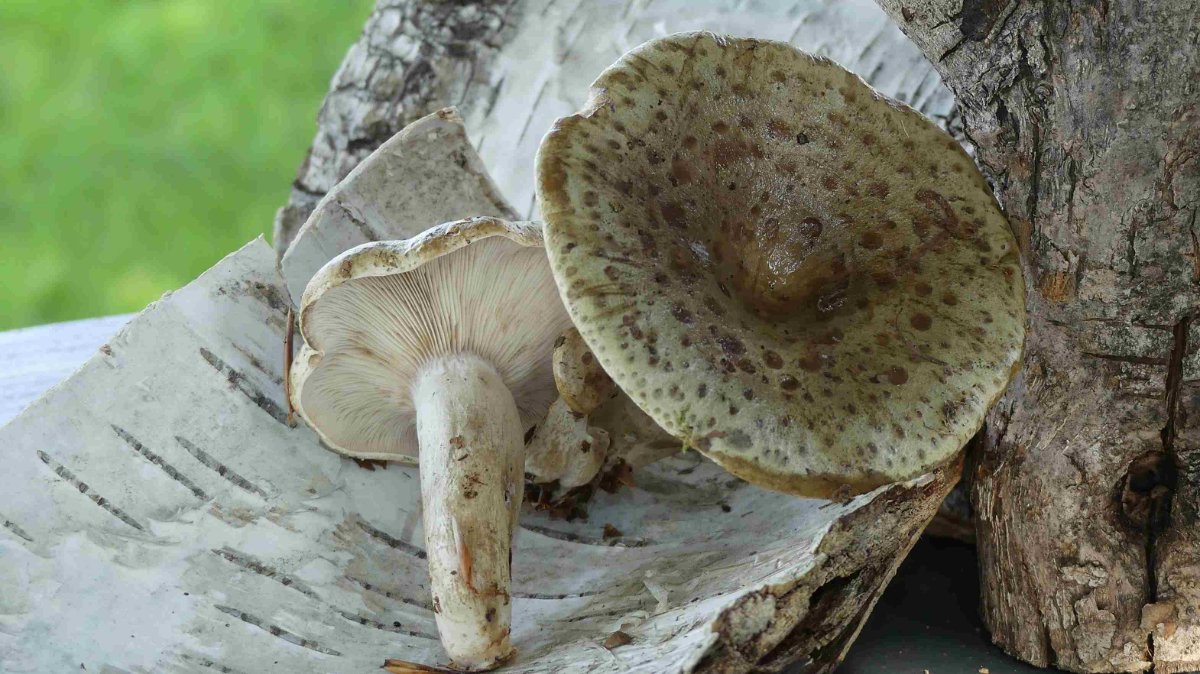 Lactarius blennius, graugrüner Milchling