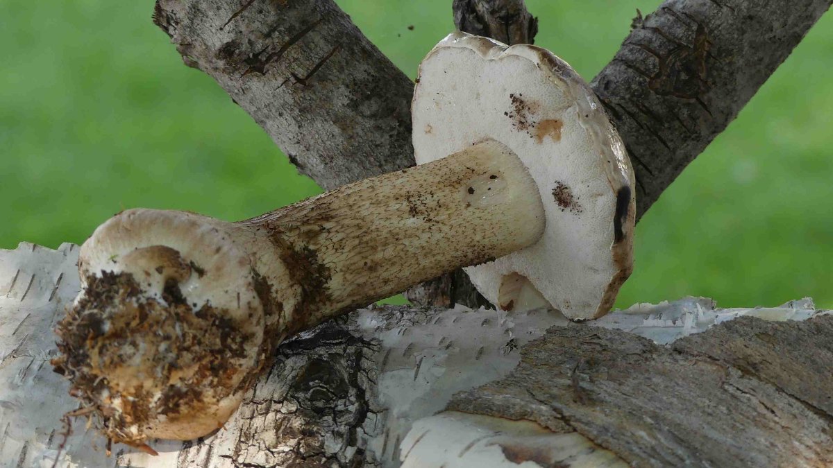 Tylopilus felleus, Gallenröhrling..., bei diesem Exemplar nur schwache Netzzeichnung im unteren Stieldrittel