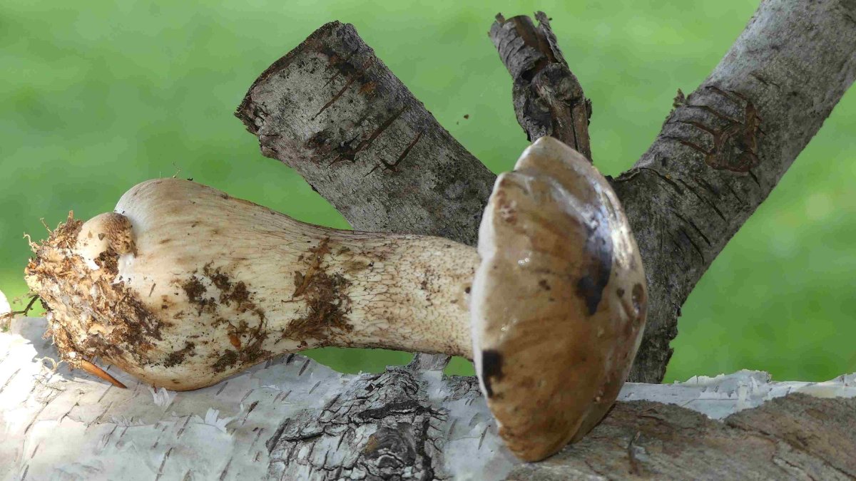 Tylopilus felleus, Gallenröhrling