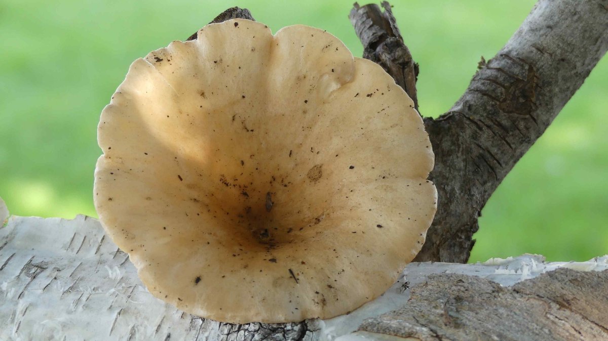 Clitocybe costata, kerbrandiger Trichterling