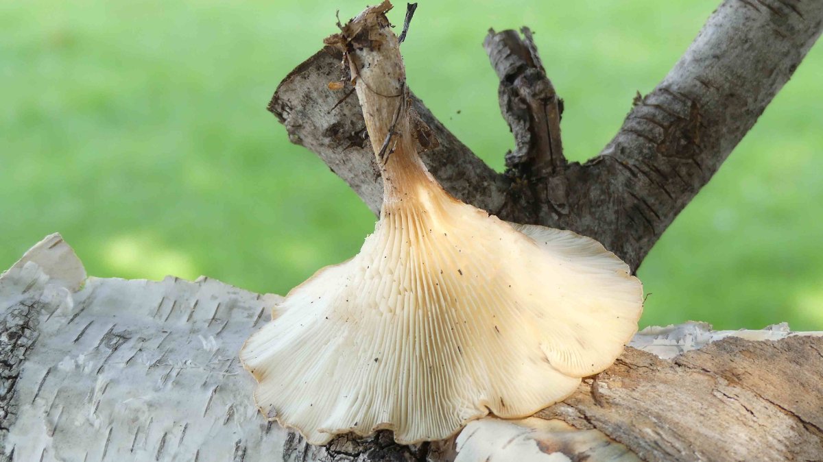 Clitocybe costata, kerbrandiger Trichterling