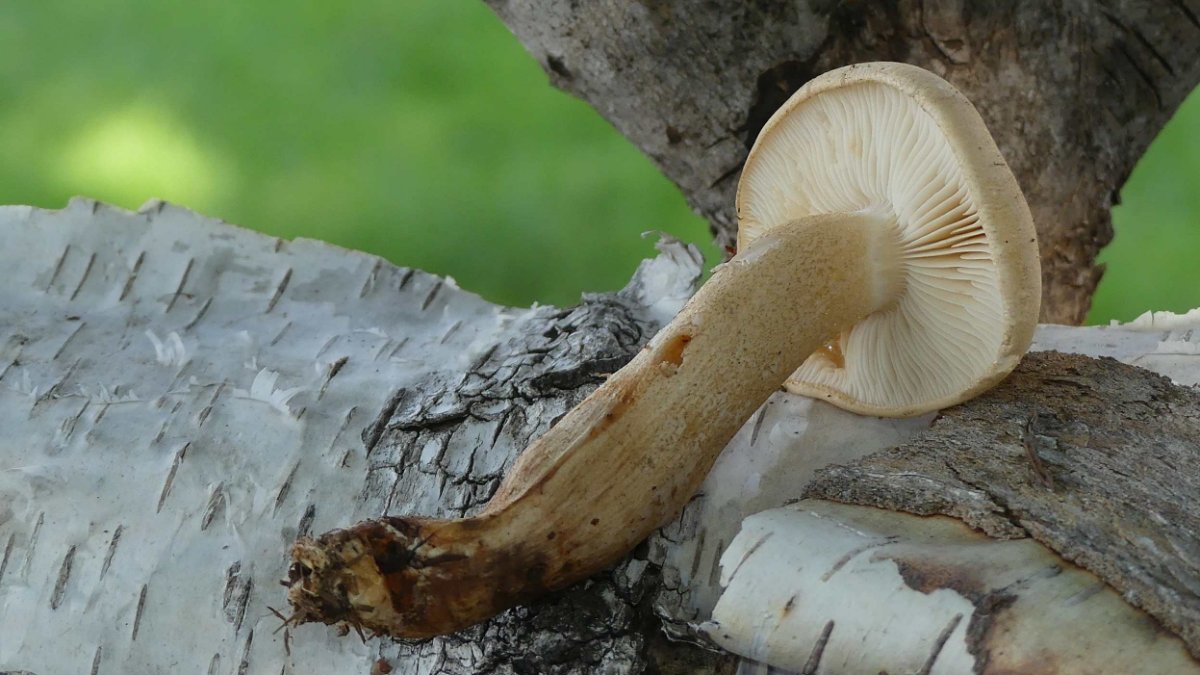 Tricholoma spec., ...leider nur dieses Exemplar gefunden, Hutfarbe wie Stiel, feinfilzig, trocken