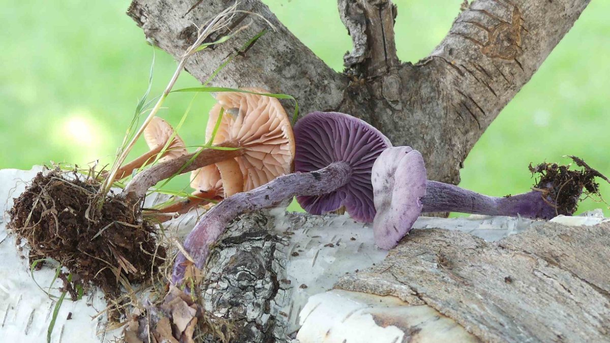 Laccaria..., Lacktrichterlinge, violetter (amethystina) und einer der mehr oder weniger rötlichfarbenen, schön im direkten Vergleich...