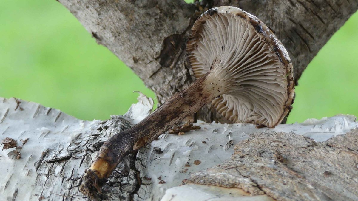 Gomphidius maculatus, gefleckter Gelbfuß