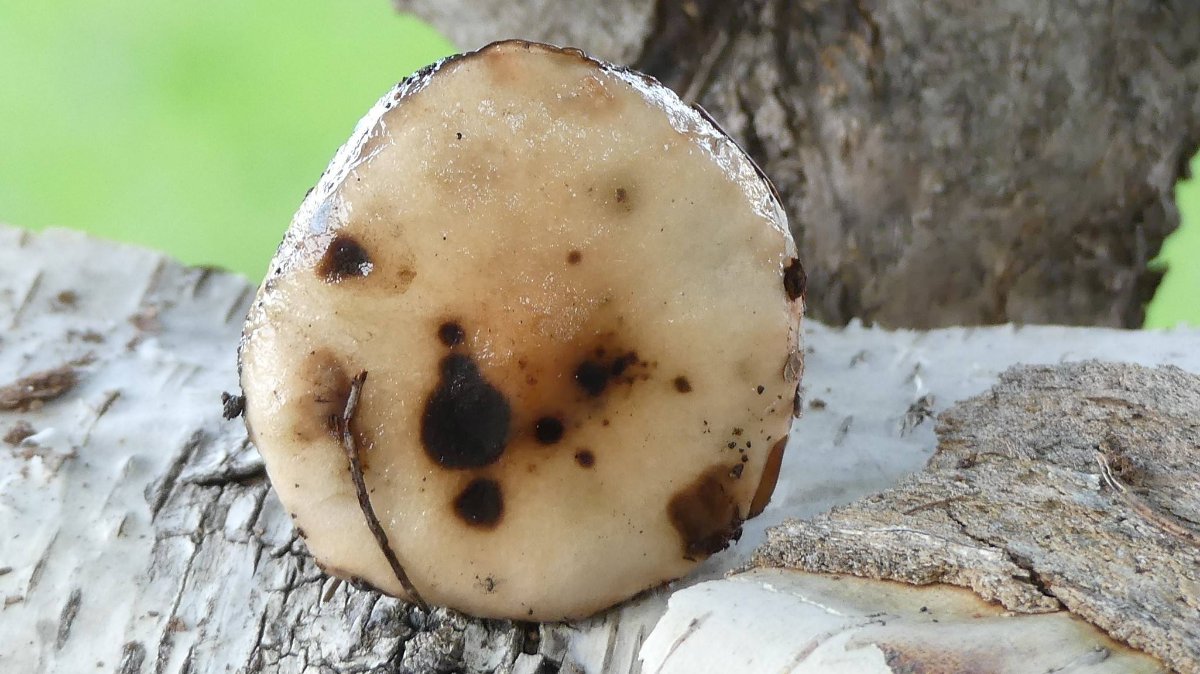 Gomphidius maculatus, gefleckter Gelbfuß