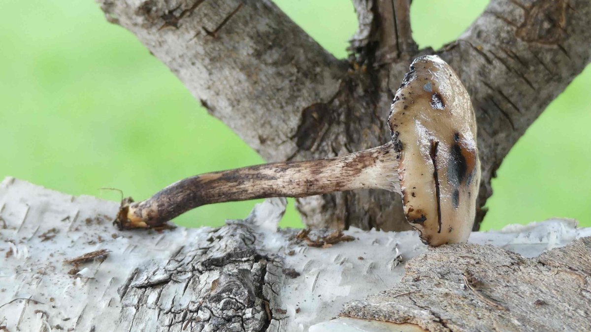 Gomphidius maculatus, gefleckter Gelbfuß