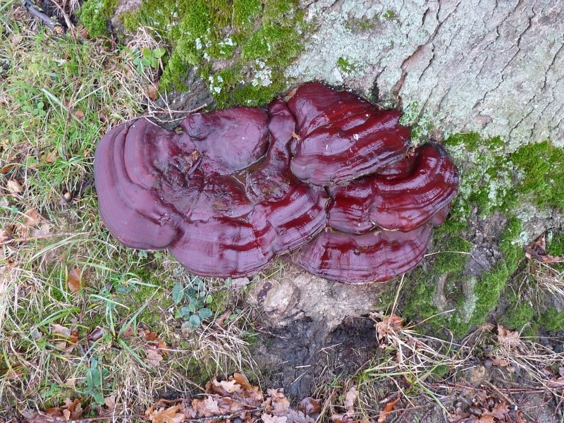 P1000821 Ganoderma red.Qual..JPG