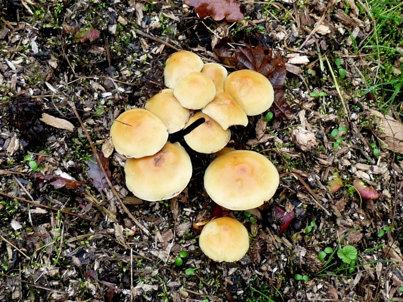 Hypholoma fasciculare 1 a.JPG