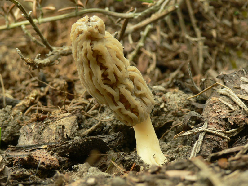 Morchella_conica.jpg
